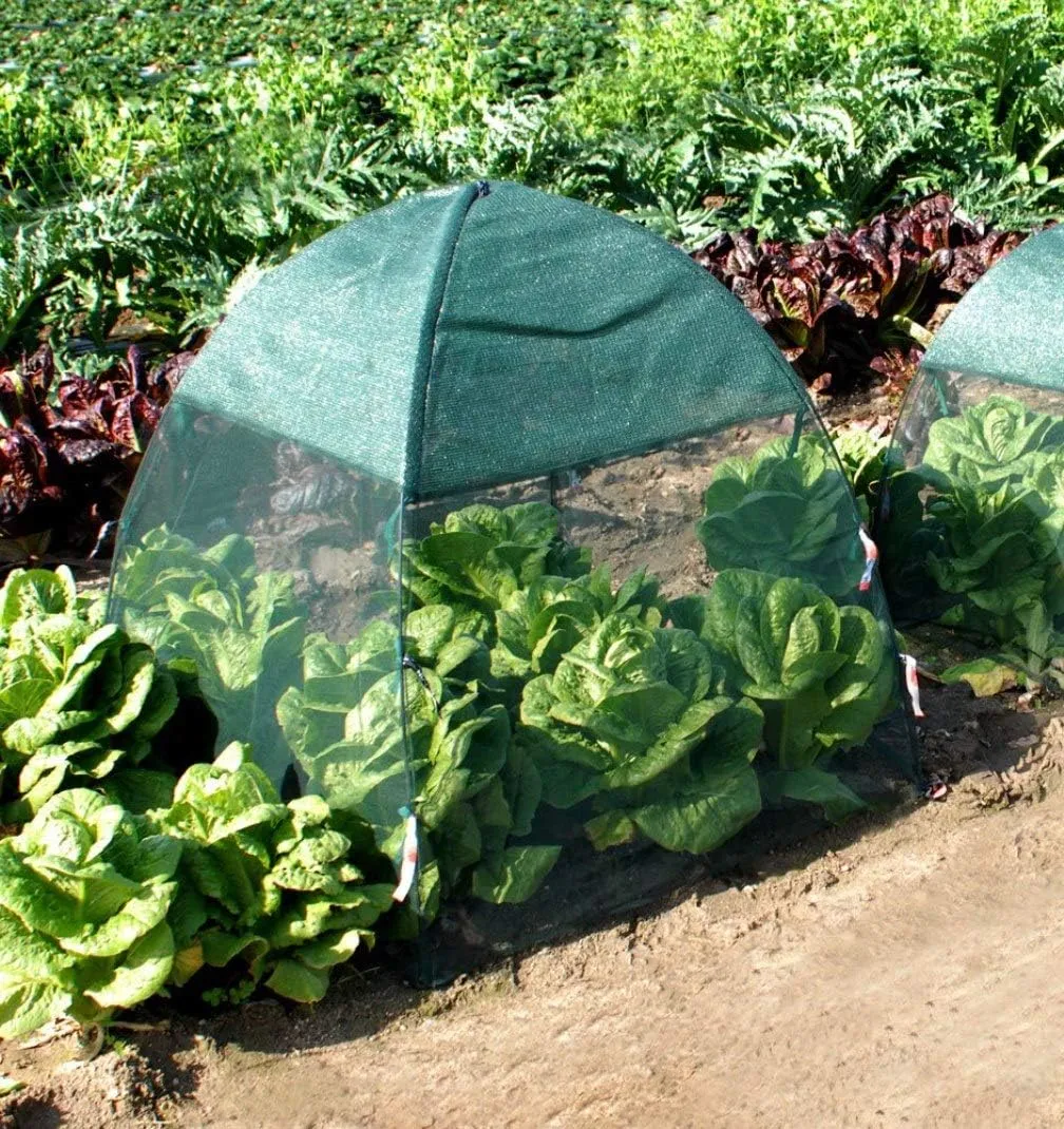 NuVue Products 24209 Pop-Up Garden Netting Bug and Shade Cover with Ground Spikes, Mesh Plant Cover Tent for Sun and Insect Control, Green, 52" x 52" x 54"