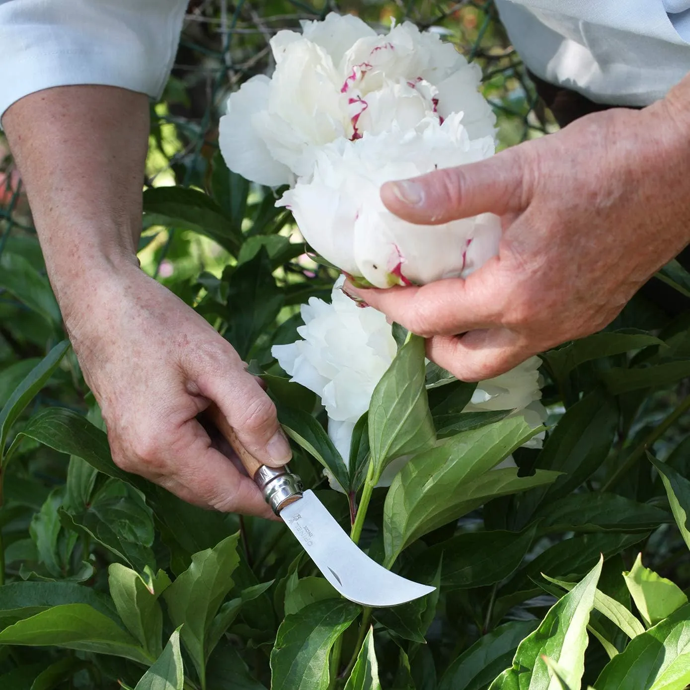 Opinel Pruning Folding Knife